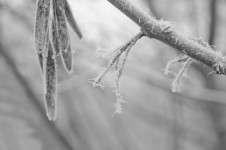 Frozen Branch - Black And White