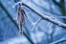 Frozen Winter Branch