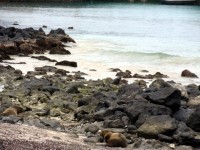 Galapagos Sea Lion Beach
