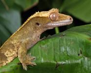 Gecko Macro Portrait