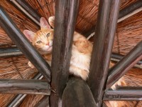 Ginger Cat In Rafters 1
