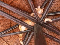 Ginger Cat In Rafters 3