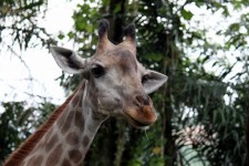 Giraffe Head And Tongue