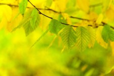 Green And Yellow Beech Leaves