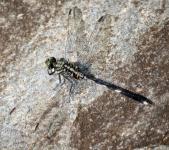 Green Dragonfly On The Rock