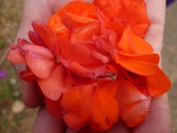 Handful Of Petals