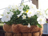 Hanging Basket With White Flowers