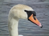 Head Of A Mute Swan