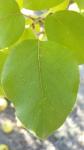 Quince Leaf