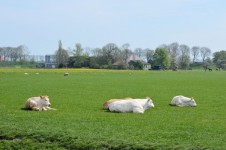 Dutch Country Landscape