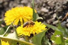 Honeybee On Flower