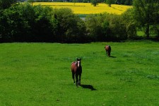 Horses In A Summer Field