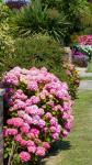 Hydrangea Bush Pink Flowers