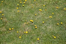 Lawn With Dandelions Background