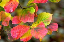 Leaves Autumn Background