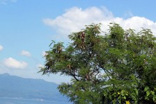 Leucaena Leucocephala Tree
