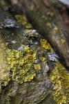 Lichens On A Tree