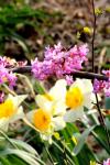 Lilacs And Daffodils