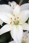 Lily Flower White