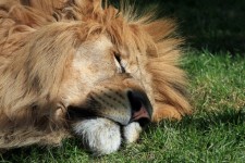 Lion Sleeping Close-up