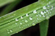 Long Leaf With Water Drops 2