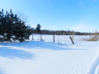 My Yard In Winter (3)