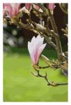 Magnolia Flower Art