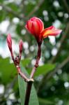 Magnolia Yulan Flower