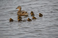 Mother Duck And Youngsters