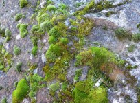 Moss On Rock 665