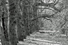 Mystical Tree Alley