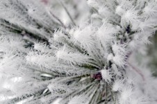 Needles And Frost