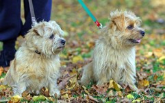 Norfolk Terrier Dogs
