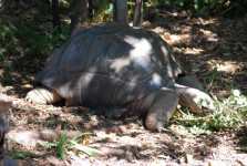 Old Tortoise In Melbourne Zoo