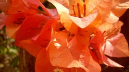 Orange Flower Background 3
