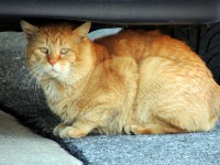 Orange Stray Cat 2