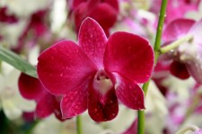 Orchid Flower Blossom