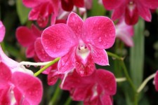 Orchid Flower Blossom