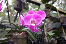 Orchid Flower In Singapore