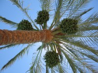 Palm Tree With Figs