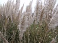 Pampas Grass Cortaderia Selloana