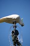 Parrot Drinking Fountain Water 4