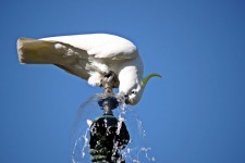 Parrot Drinking Fountain Water 5