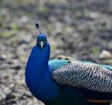 Peafowl Peacock - Detail