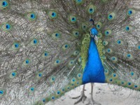 Peacock Without Bride