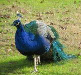 Peacock 522