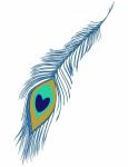 Peacock Feather Clipart