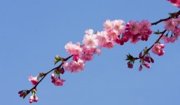 Pink Blossom Flowers