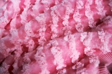 Pink Cloth Background 12