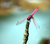 Pink Dragonfly Dancing On The Stick